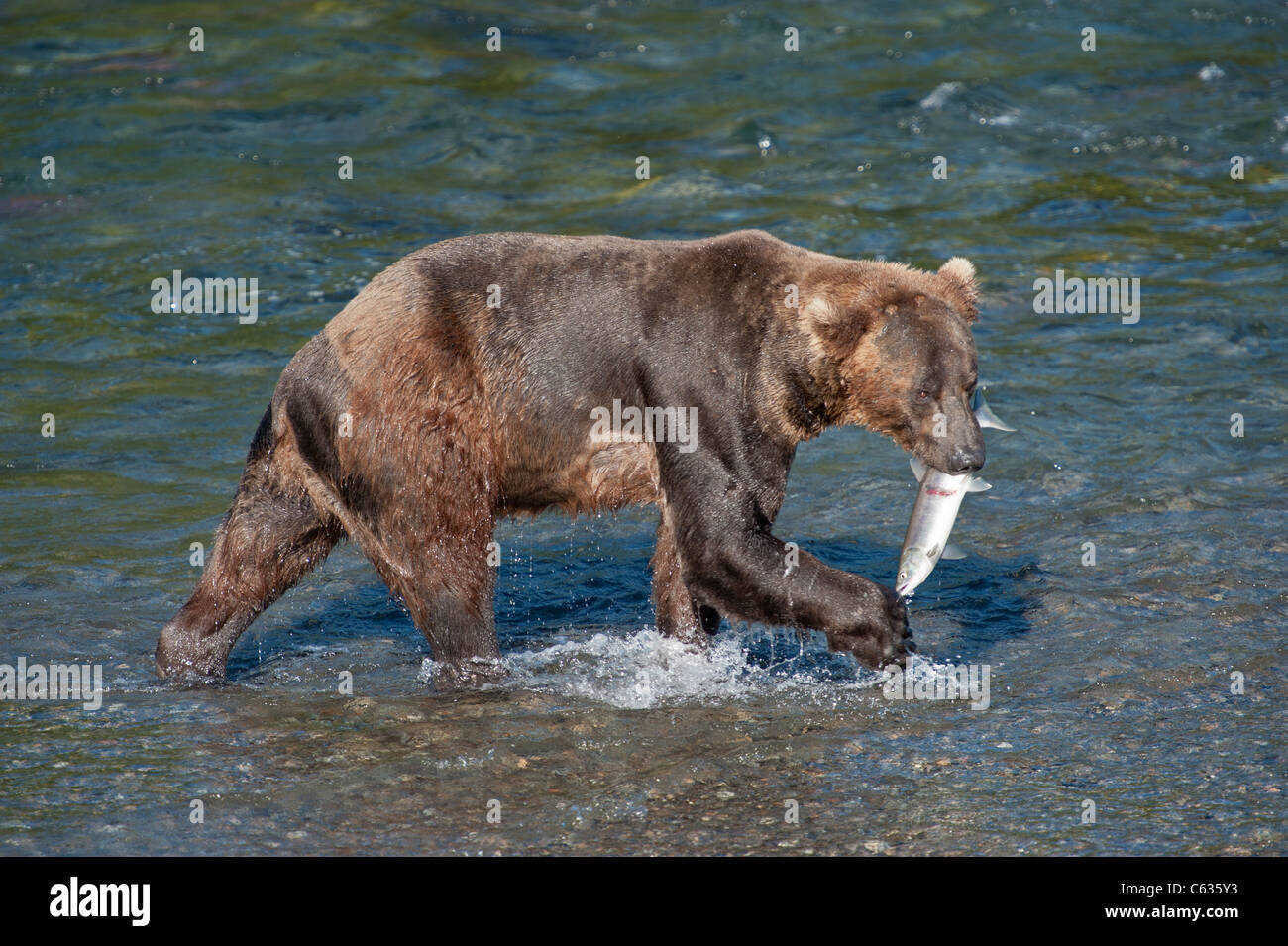 Grizzly bear catching salmon hi-res stock photography and images - Alamy