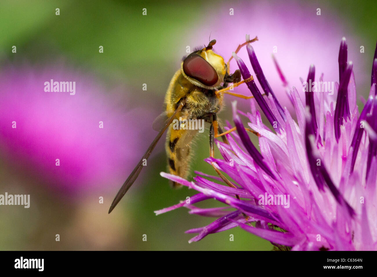 Marmalade Hoverfly on Knapweed Stock Photo Alamy