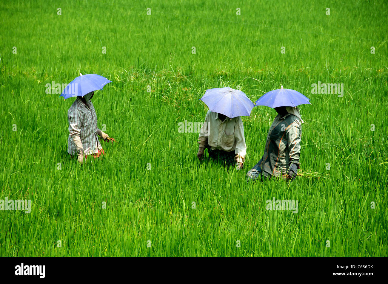 Thee people in rice paddy wearing umbrella hats Backwaters Kerala South India Stock Photo