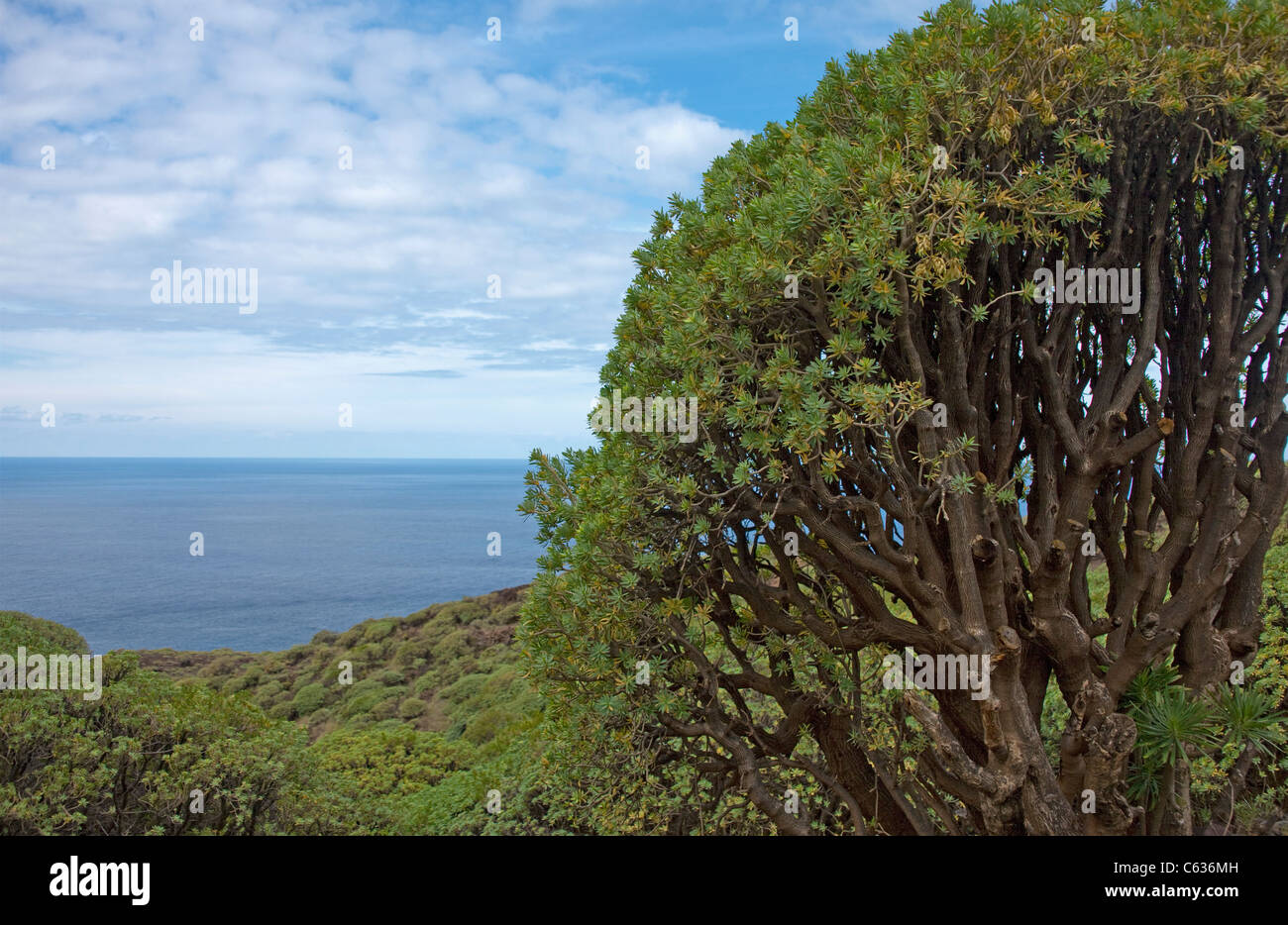 Buckled tree, wild nord, coast of Garafia, La Palma, Canary islands, Spain, Europe Stock Photo