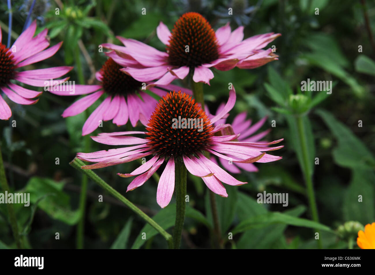 Echinacea purpurea Magnus or cone flowers England Uk Stock Photo