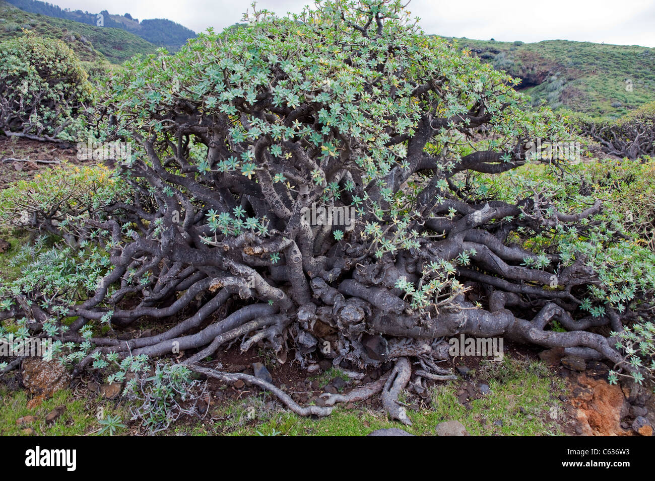 Buckled tree, wild nord, coast of Garafia, La Palma, Canary islands, Spain, Europe Stock Photo
