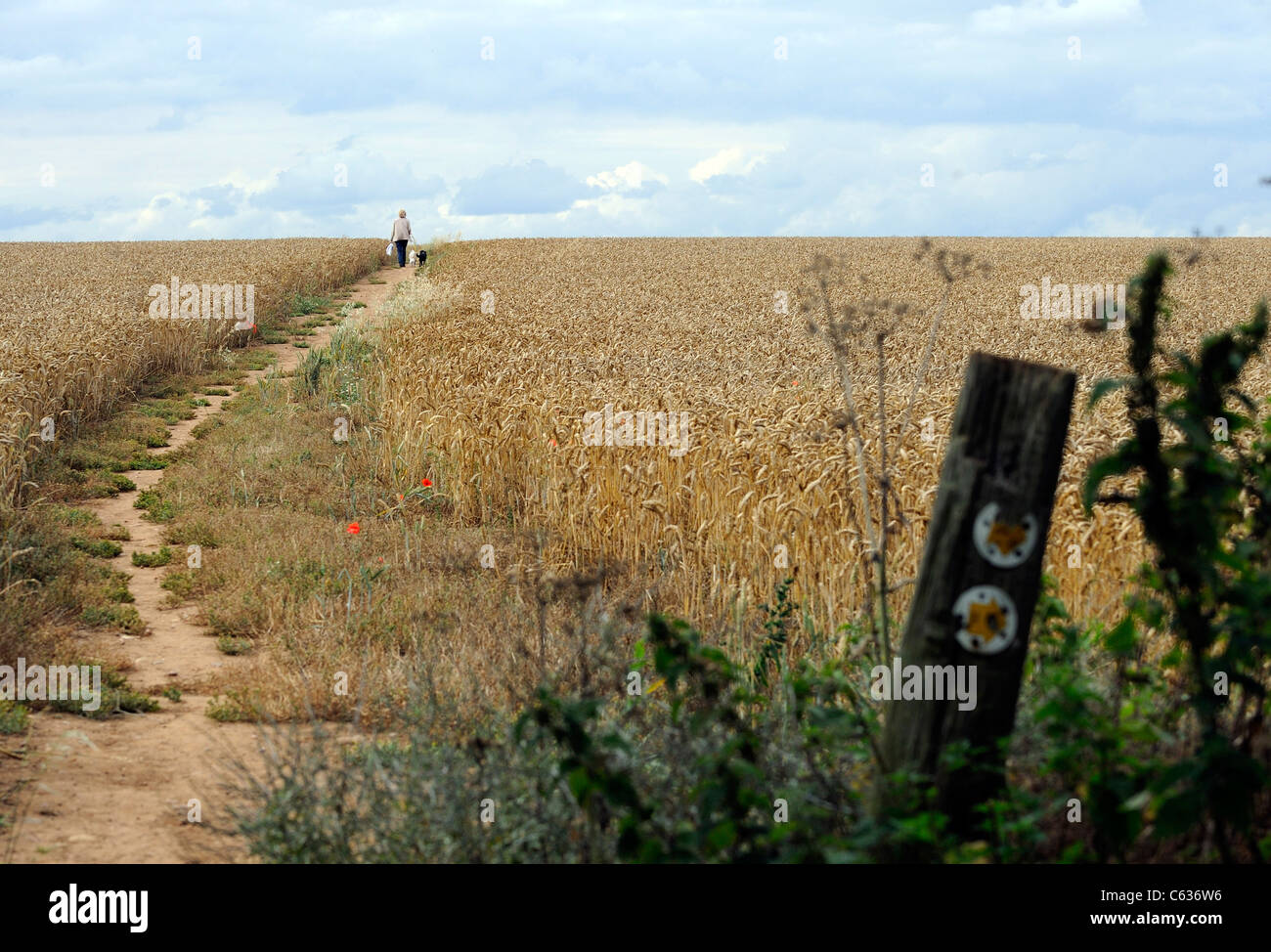Post arrows showing direction of public footpaths across a field of corn and a woman walking her dogs. Stock Photo