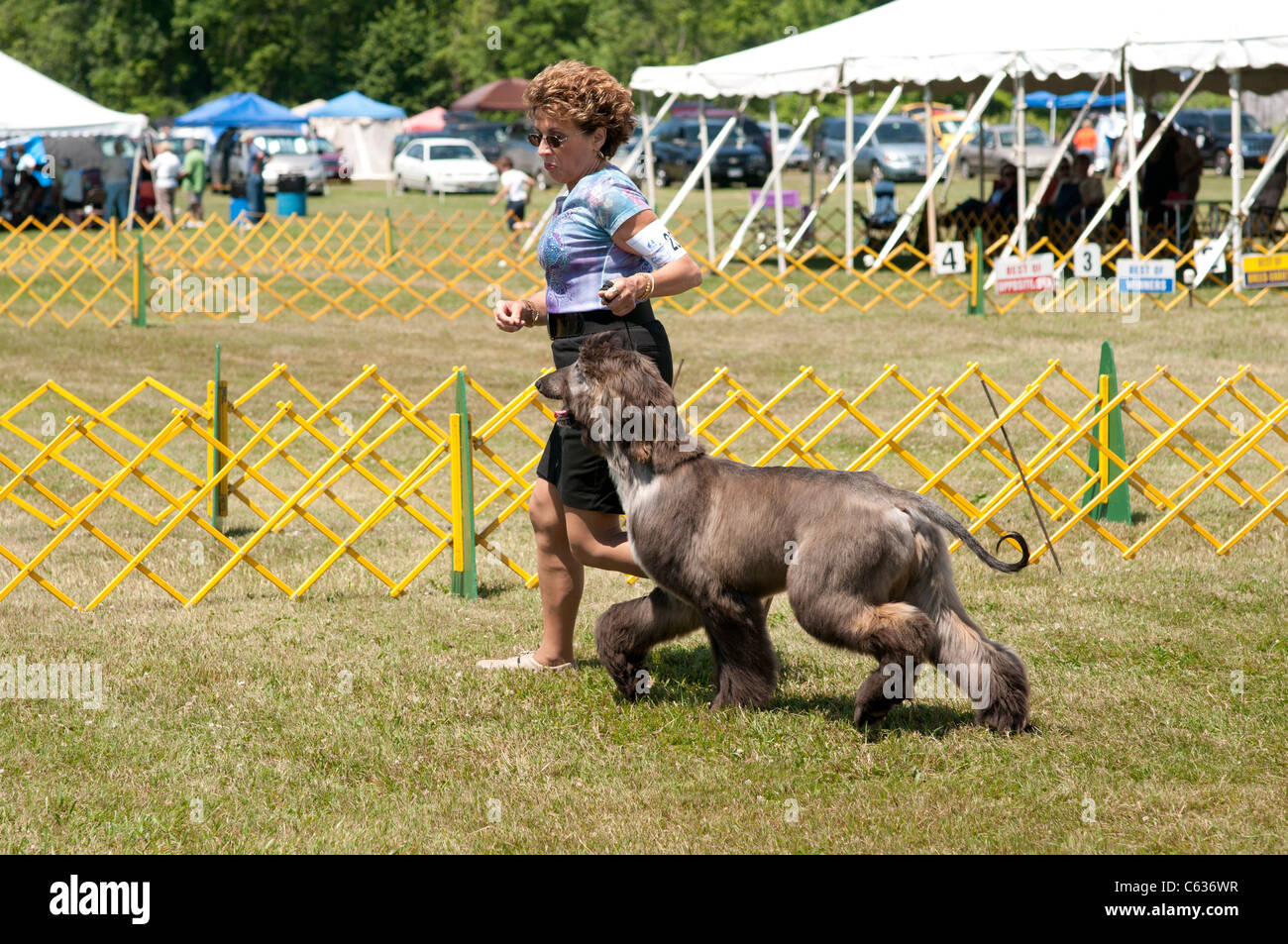 Handler showing Afghan Hound. Stock Photo