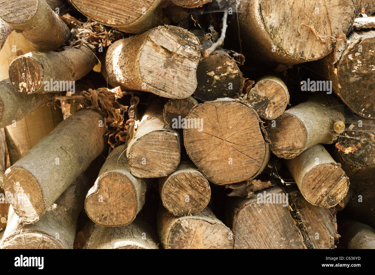Pile of logs showing the cut ends, with some spider webs and saw dust Stock  Photo - Alamy