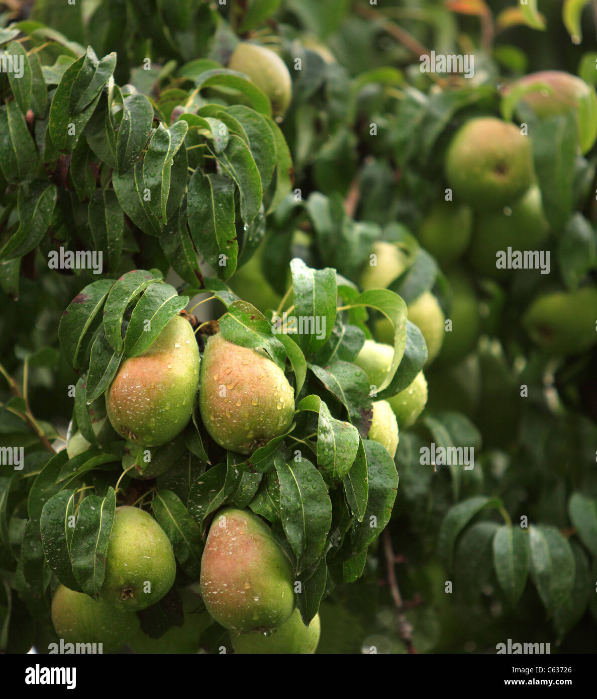 Tree pears hi-res stock photography and images - Alamy