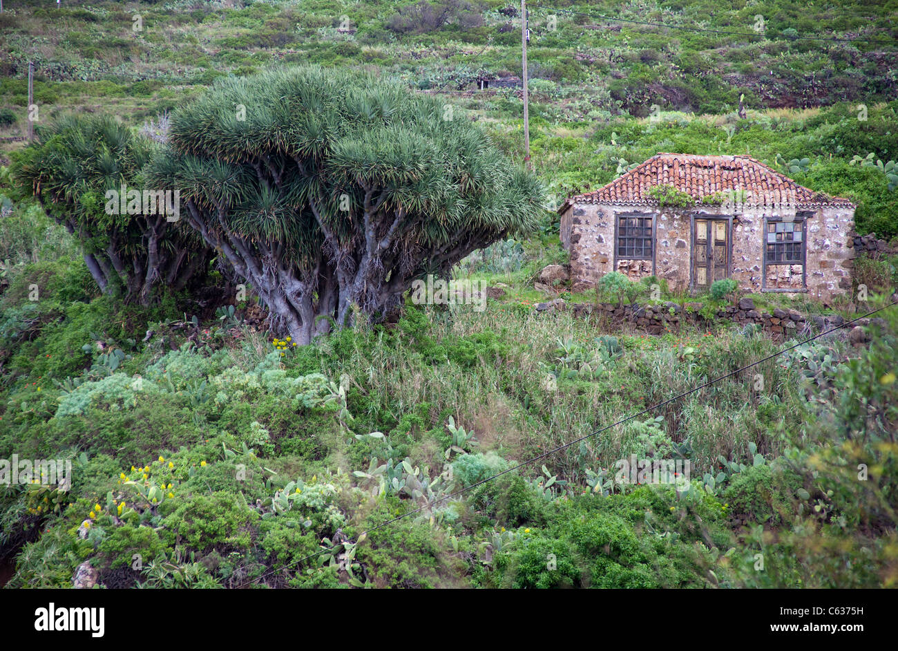 Old farmerhouse and Dragon tree (Dracaena draco), Santo Domingo de Garafia, La Palma, Canary islands, Spain, Europe Stock Photo