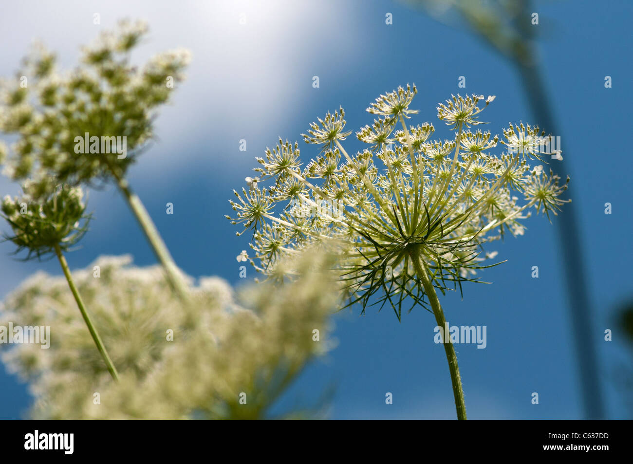 Queen Anne's lace. Stock Photo