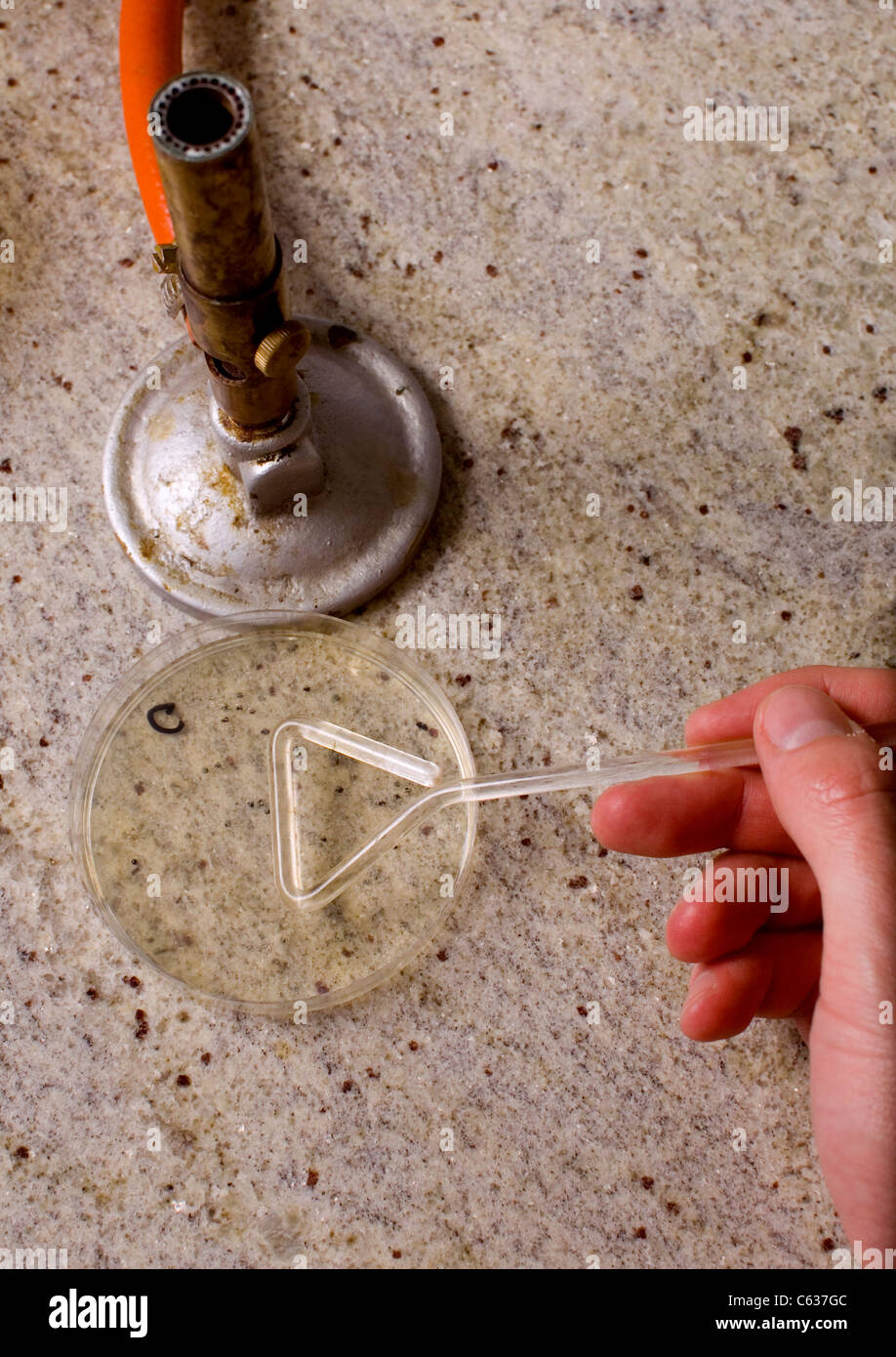 Plating bacteria on Petri dish on laboratory table Stock Photo Alamy
