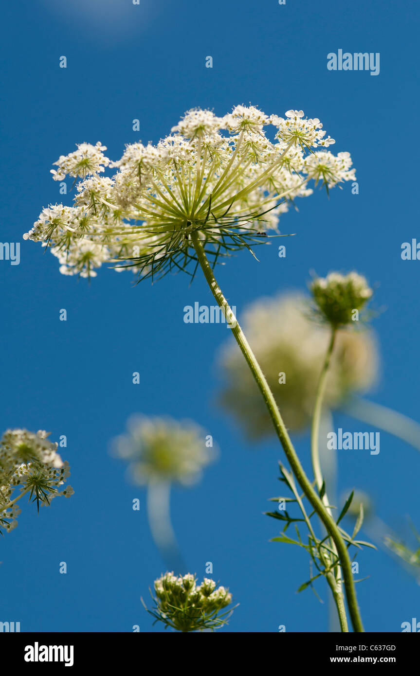 Queen Anne's lace. Stock Photo