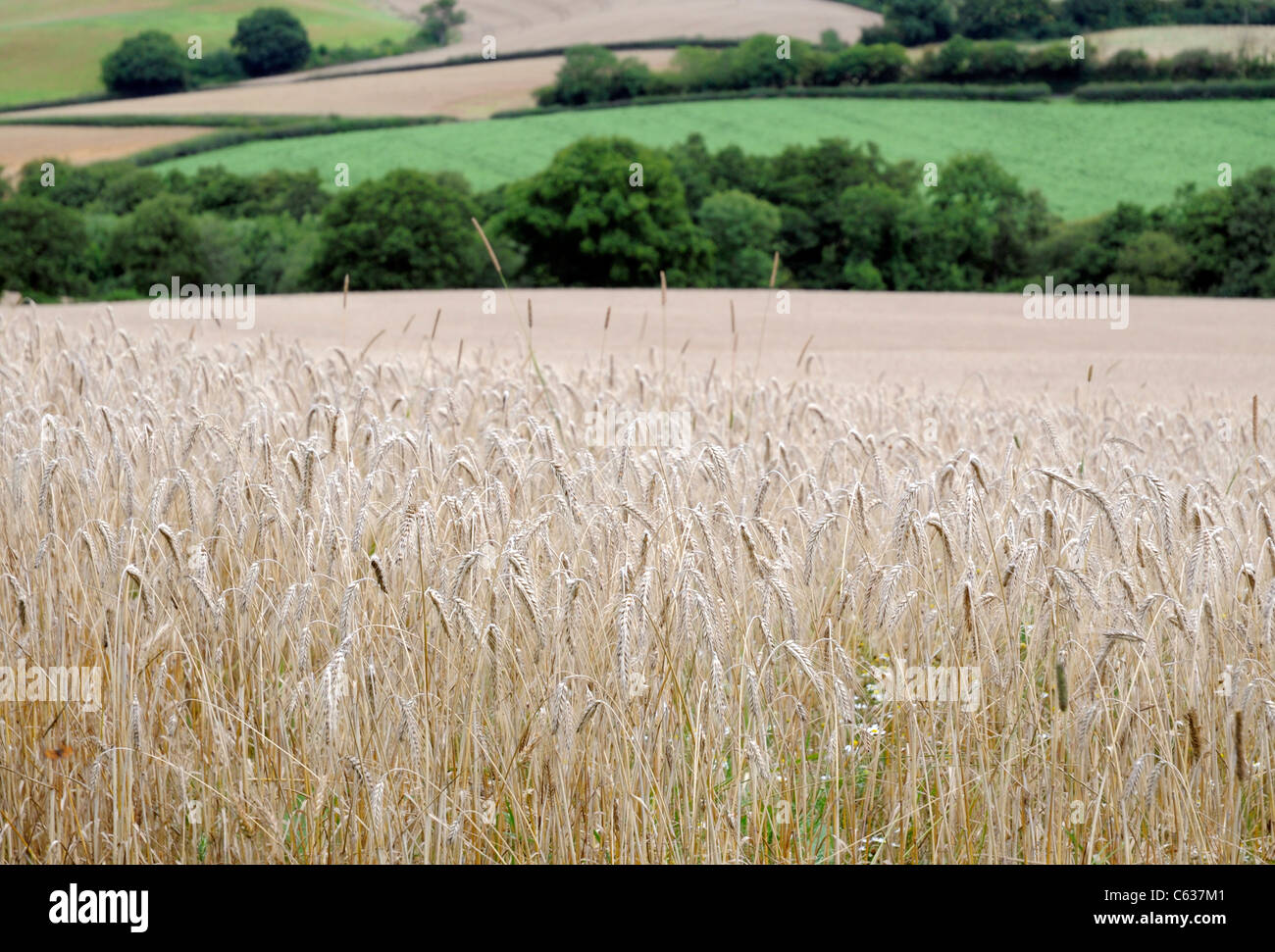 Agricultural Land, Somerset, England, UK Stock Photo