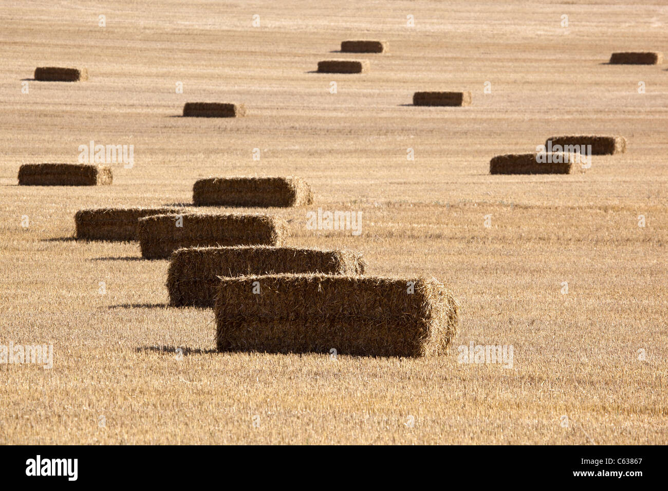 Harvested Wheat Fields with Bales of Hay Stock Photo - Alamy