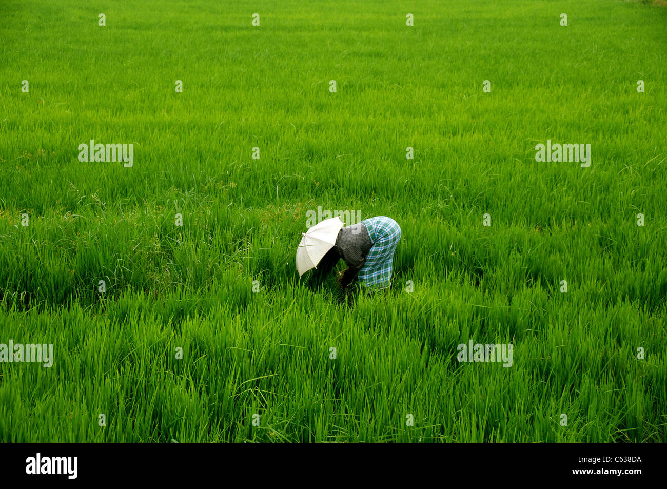 Woman in paddy field planting rice Backwaters Kerala South India Stock Photo
