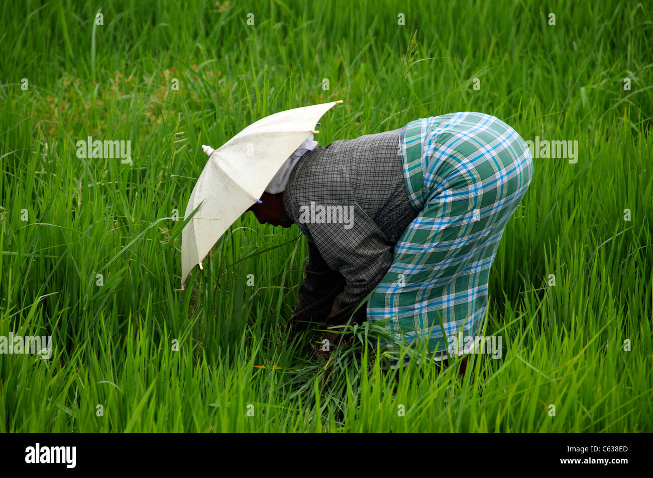 Woman planting rice Backwaters Kerala South India Stock Photo