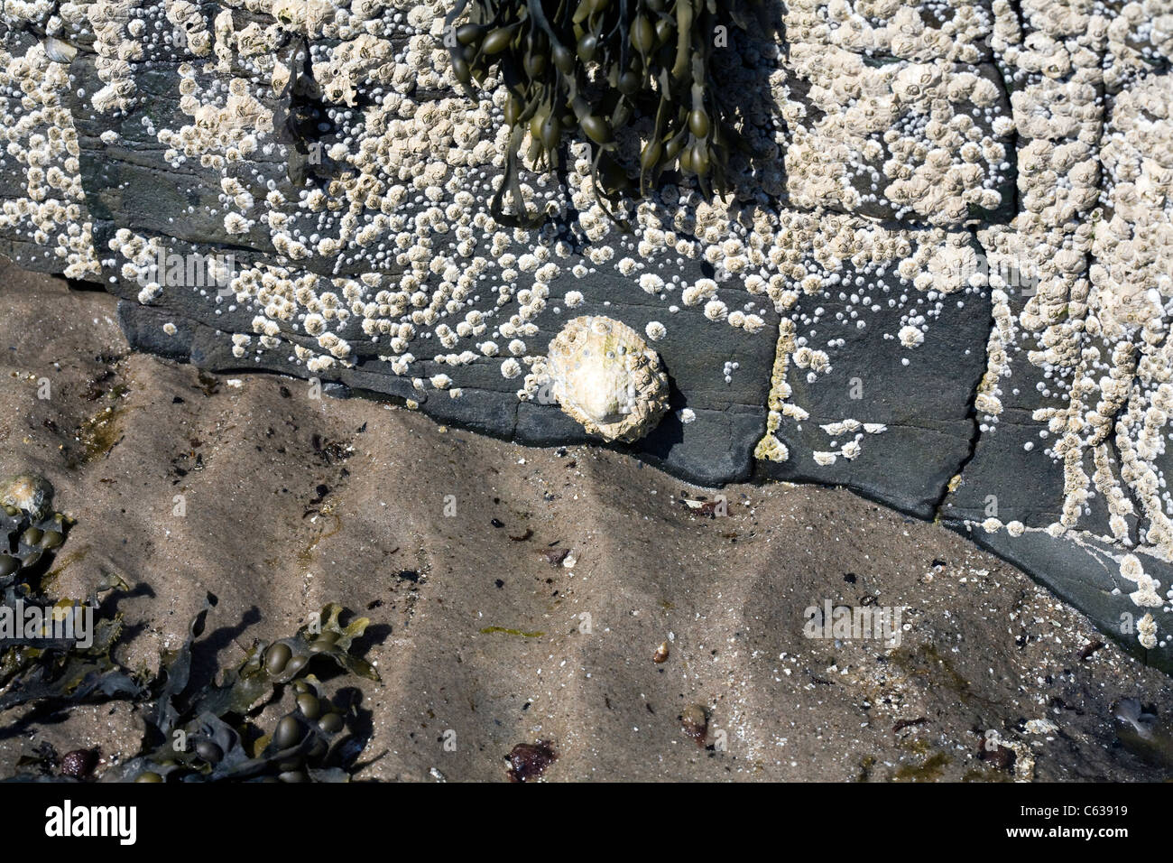 Common Limpets and Acorn Barnacles Rubha Ardnish Beach Breakish Broadford Isle of Skye Scotland Stock Photo
