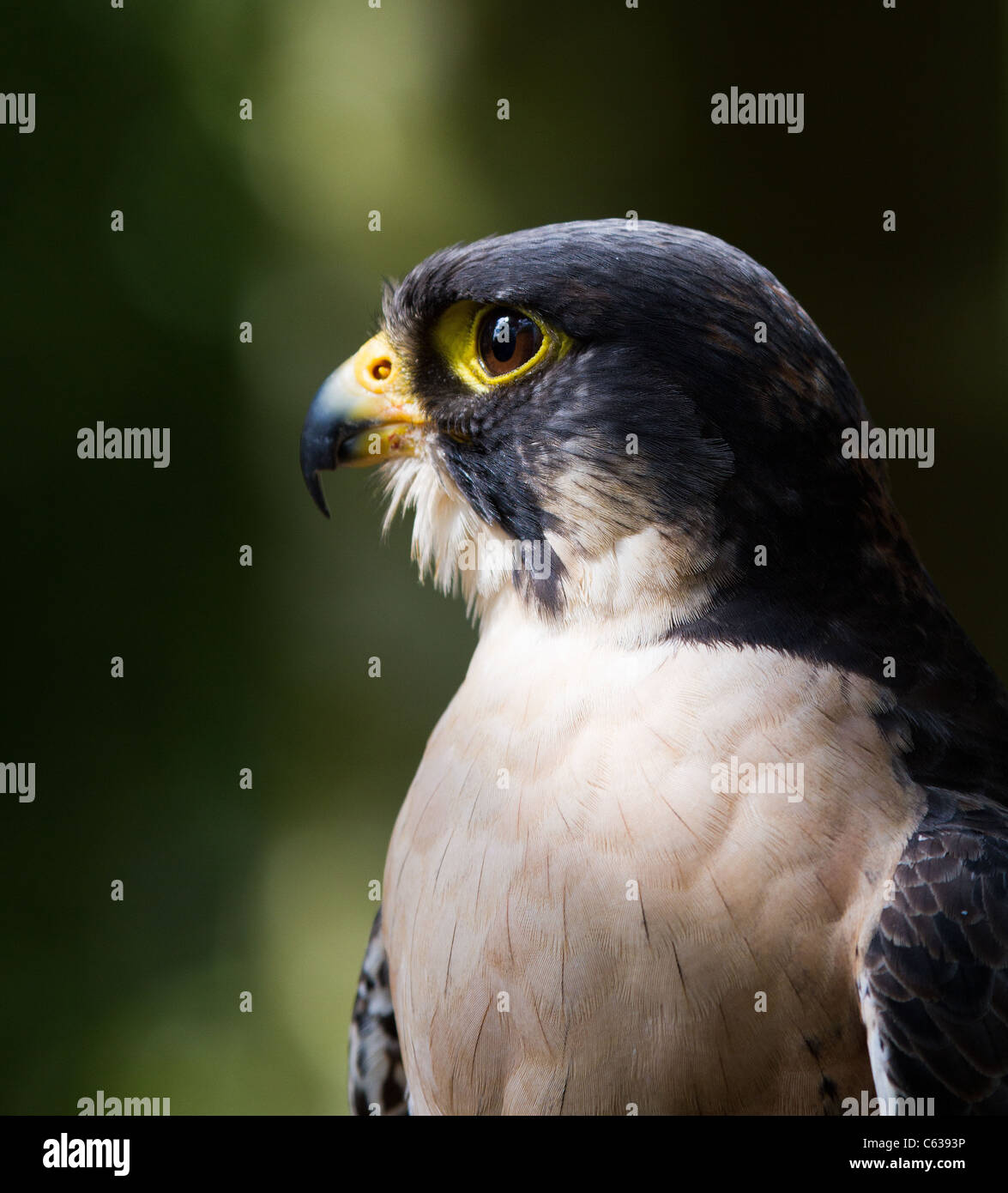 Pergrine falcon hi-res stock photography and images - Alamy