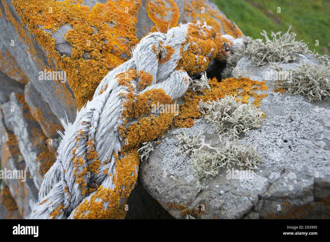 Orange Sea Lichen (Caloplaca marina) and Sea Ivory Lichen (Ramalina siliquosa) growing on the rope and drystone wall Fair Isle Stock Photo