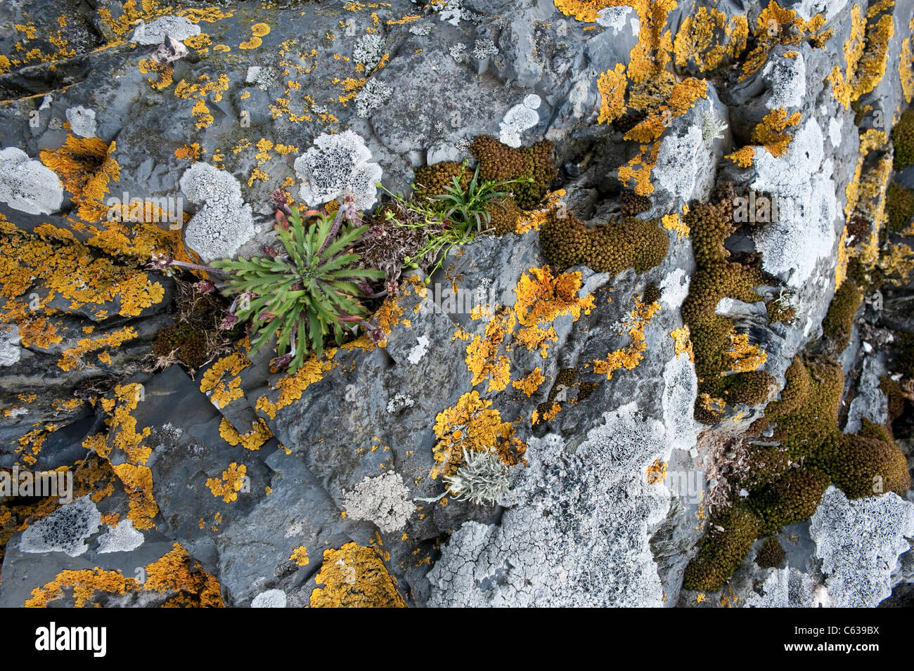 Fair Isle Southern coast cliff rocks are covered in variety of lichens Shetland Subarctic Archipelago Scotland UK Europe Stock Photo