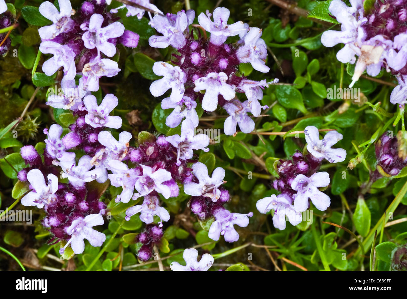 Creeping thyme (Thymus drucea) flowers Fair Isle Shetland Subarctic
