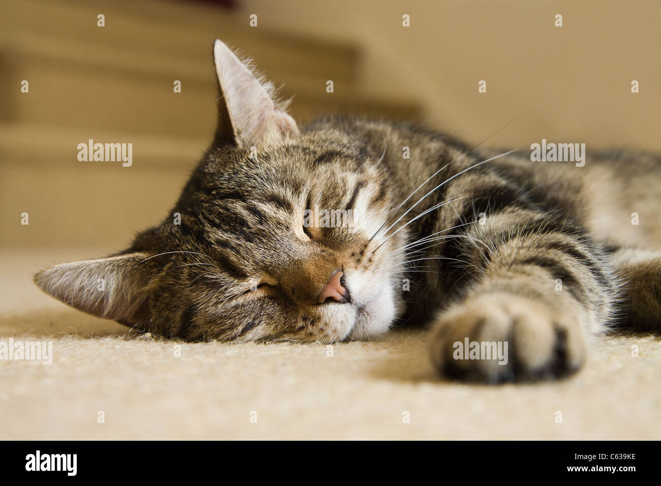 A tabby cat sleeping on the floor Stock Photo - Alamy