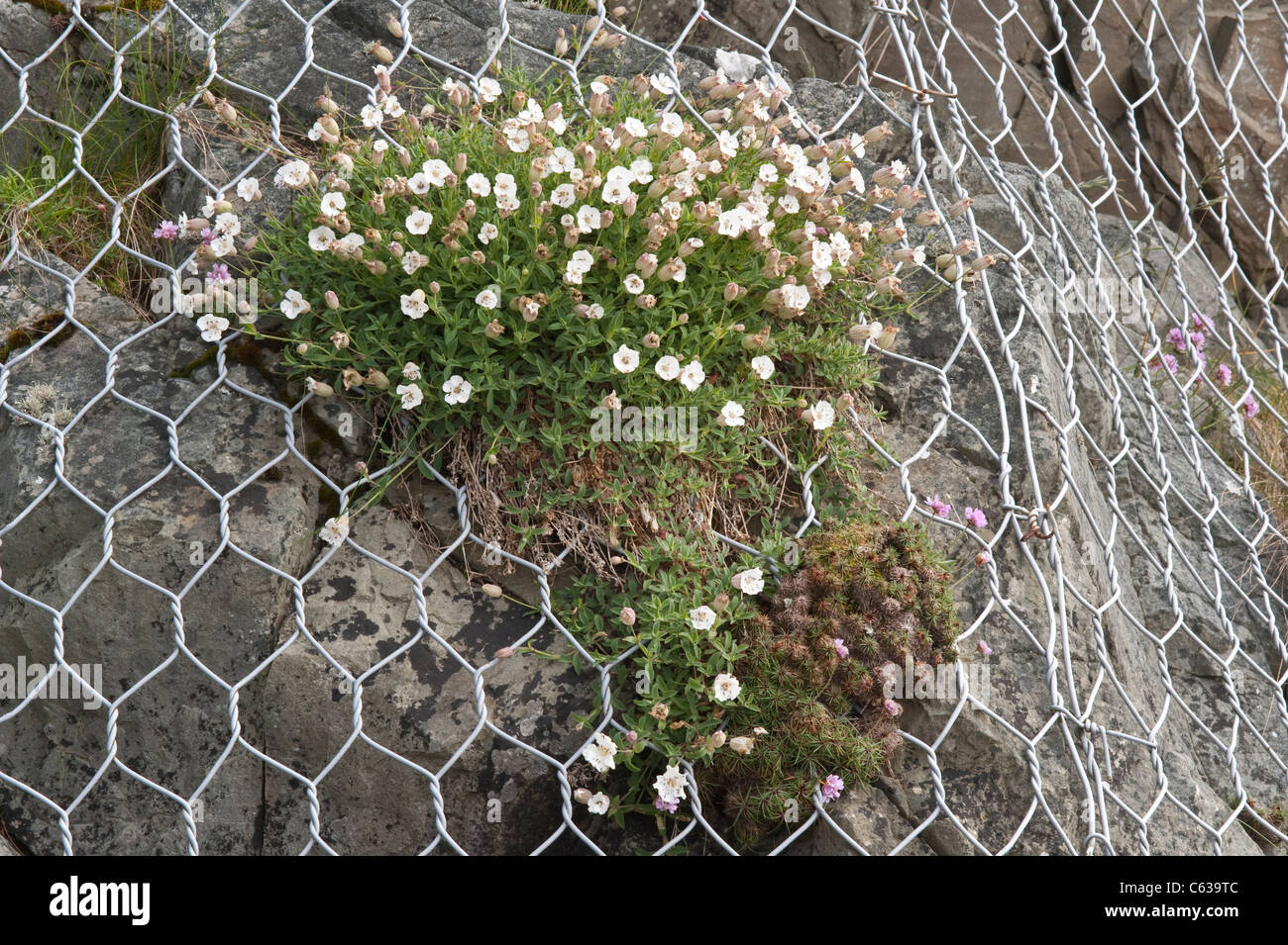 Sea Campion (Silene maritima) flowers Fair Isle Harbour cliff Shetland Islands Scotland UK Stock Photo