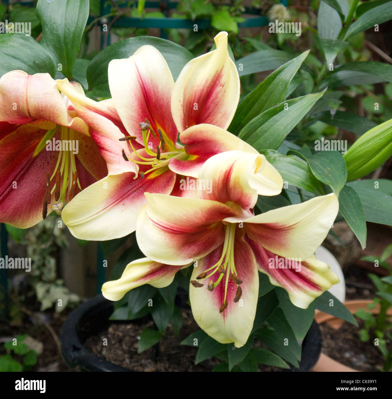 Tree lilies hires stock photography and images Alamy