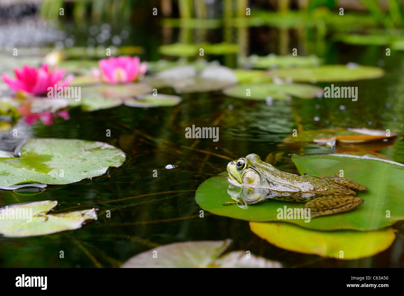 Green frog floating on a water lily pad in a pond with pink flowers Stock Photo