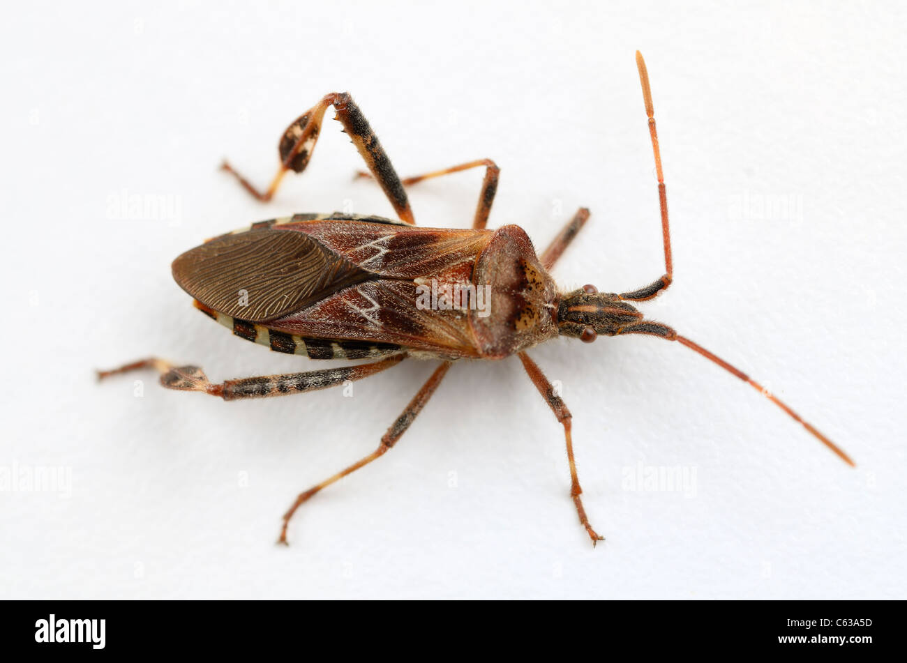 Top view of a Leaf footed bug Leptoglossus phyllopus on a white background Stock Photo