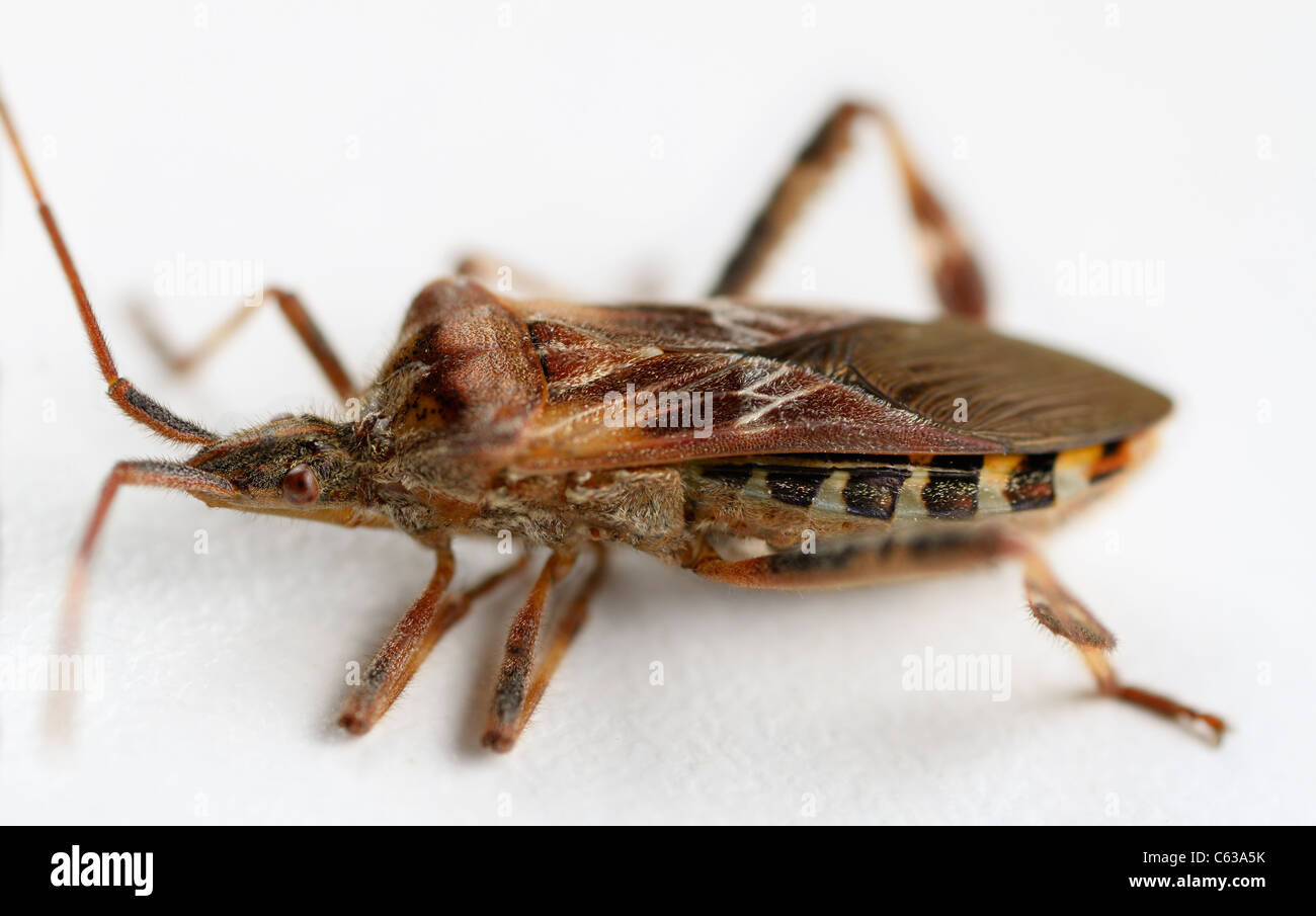 Cowering brown Leaf footed bug pest on a white background Stock Photo