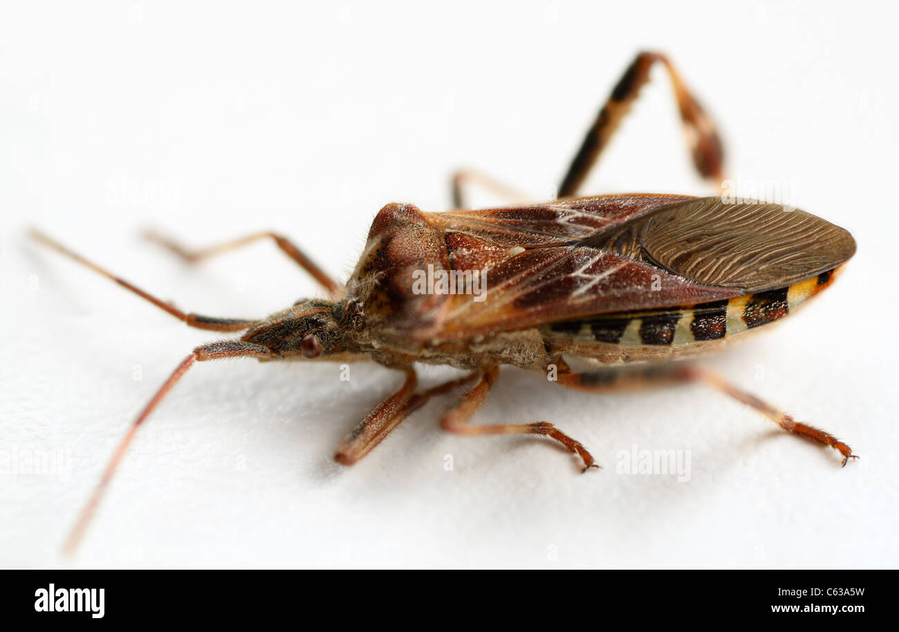 Brown Leaf footed bug Leptoglossus phyllopus pest on a white background Stock Photo