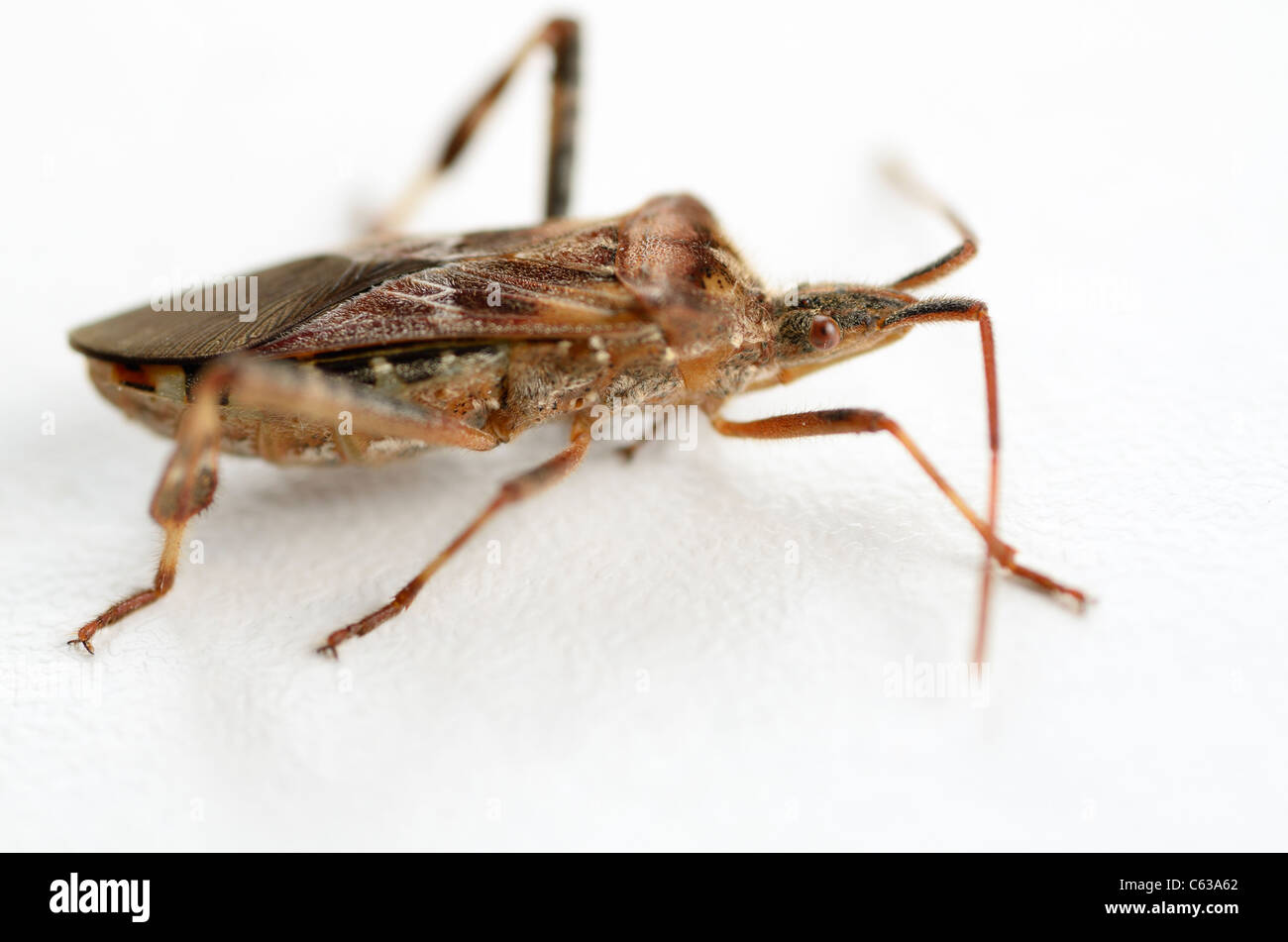 Side view of a walking Leaf footed bug Leptoglossus phyllopus on a white background Stock Photo
