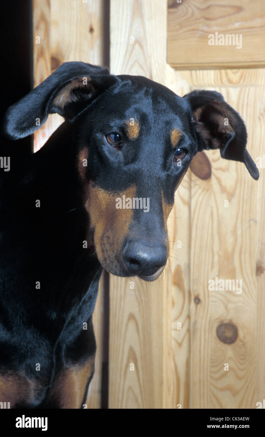 doberman cross dog coming through door Stock Photo Alamy