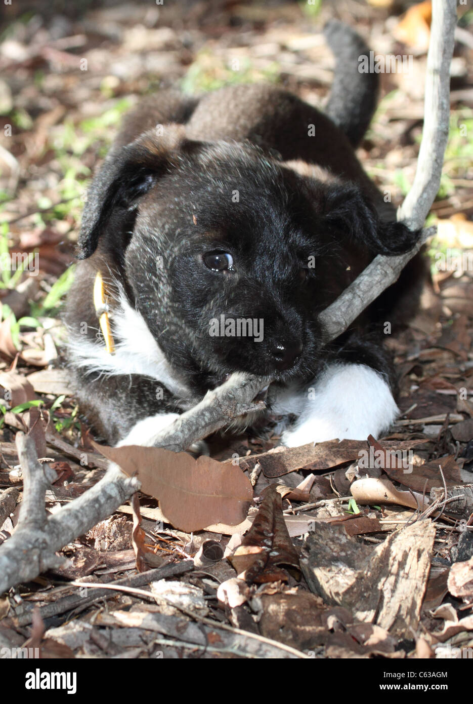 Jack Russell miniature poodle cross puppy chewing on a stick Stock Photo Alamy
