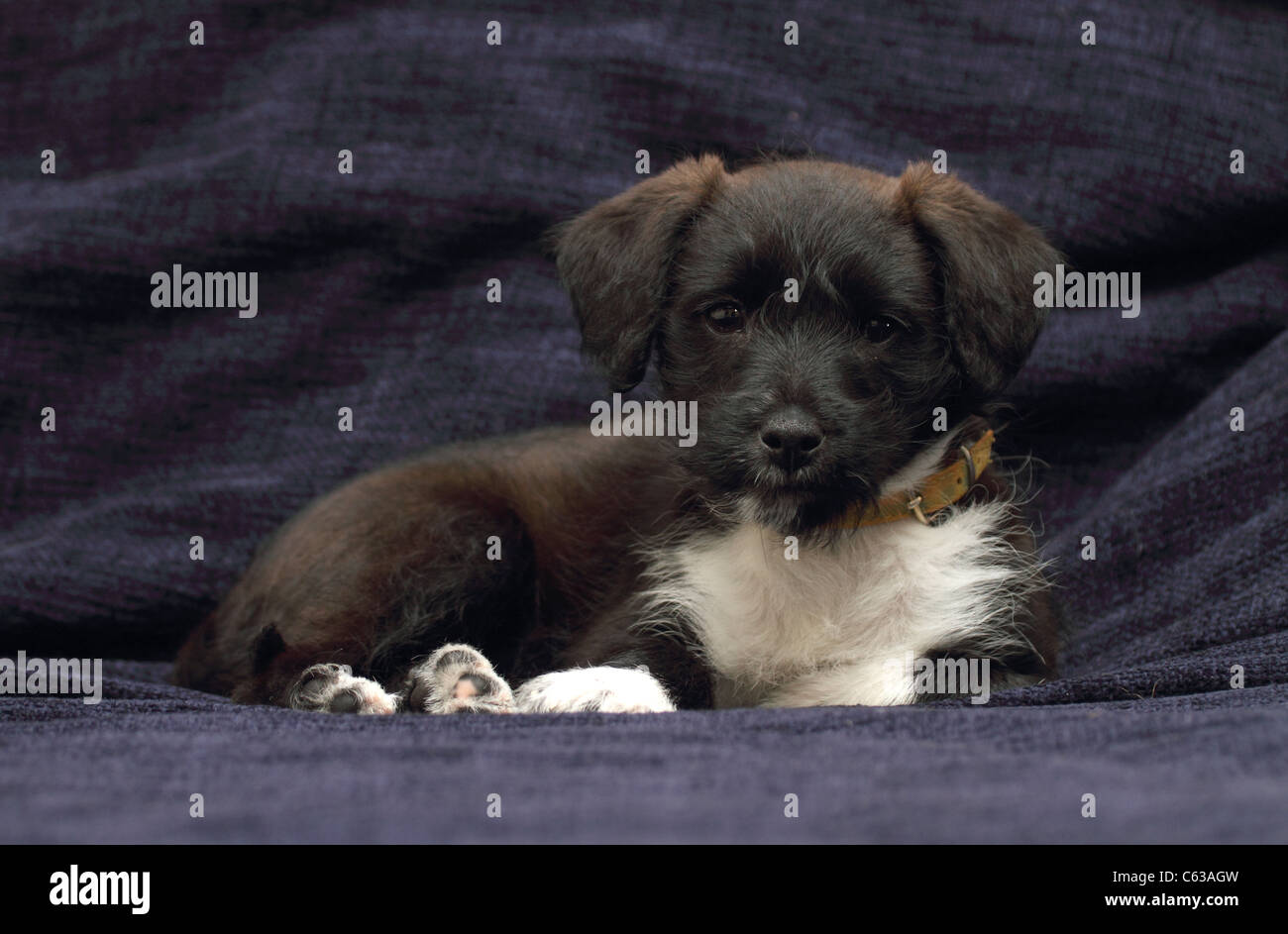 Miniature poodle jack russell cross hi-res stock photography and images ...