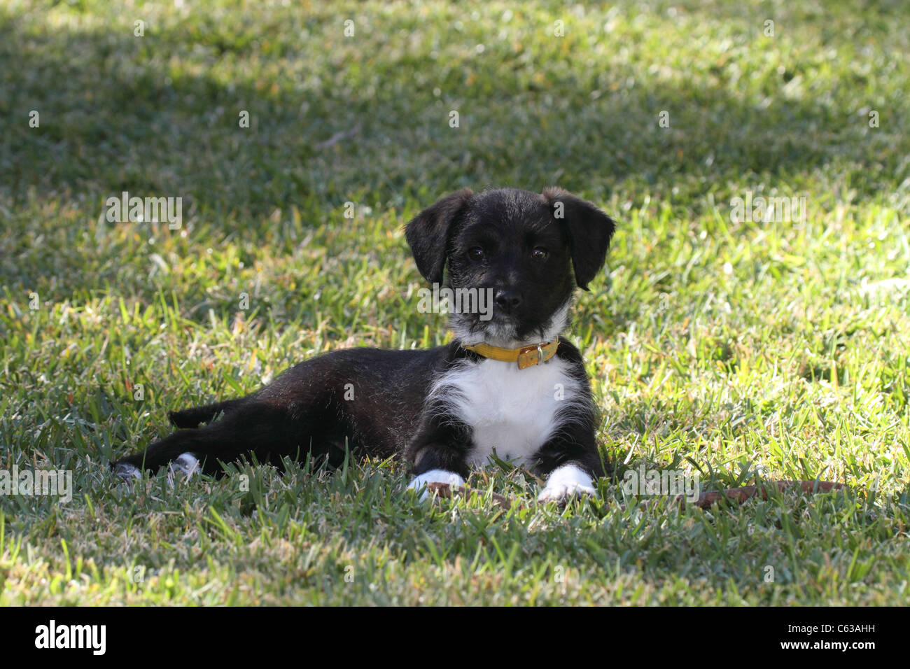 Miniature poodle jack russell cross hires stock photography and images