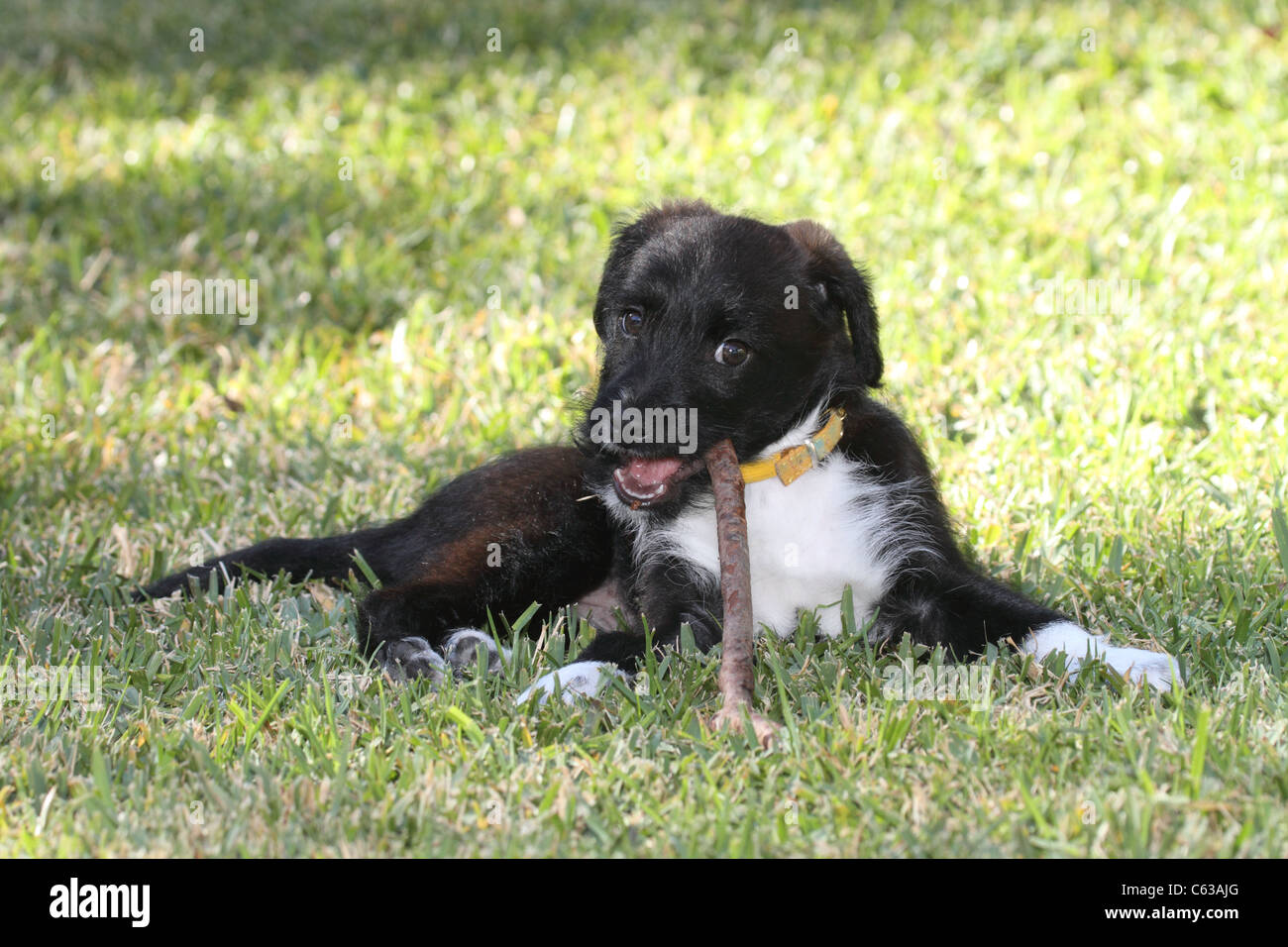 Jack Russell miniature poodle cross puppy chewing on a stick in a garden Stock Photo Alamy