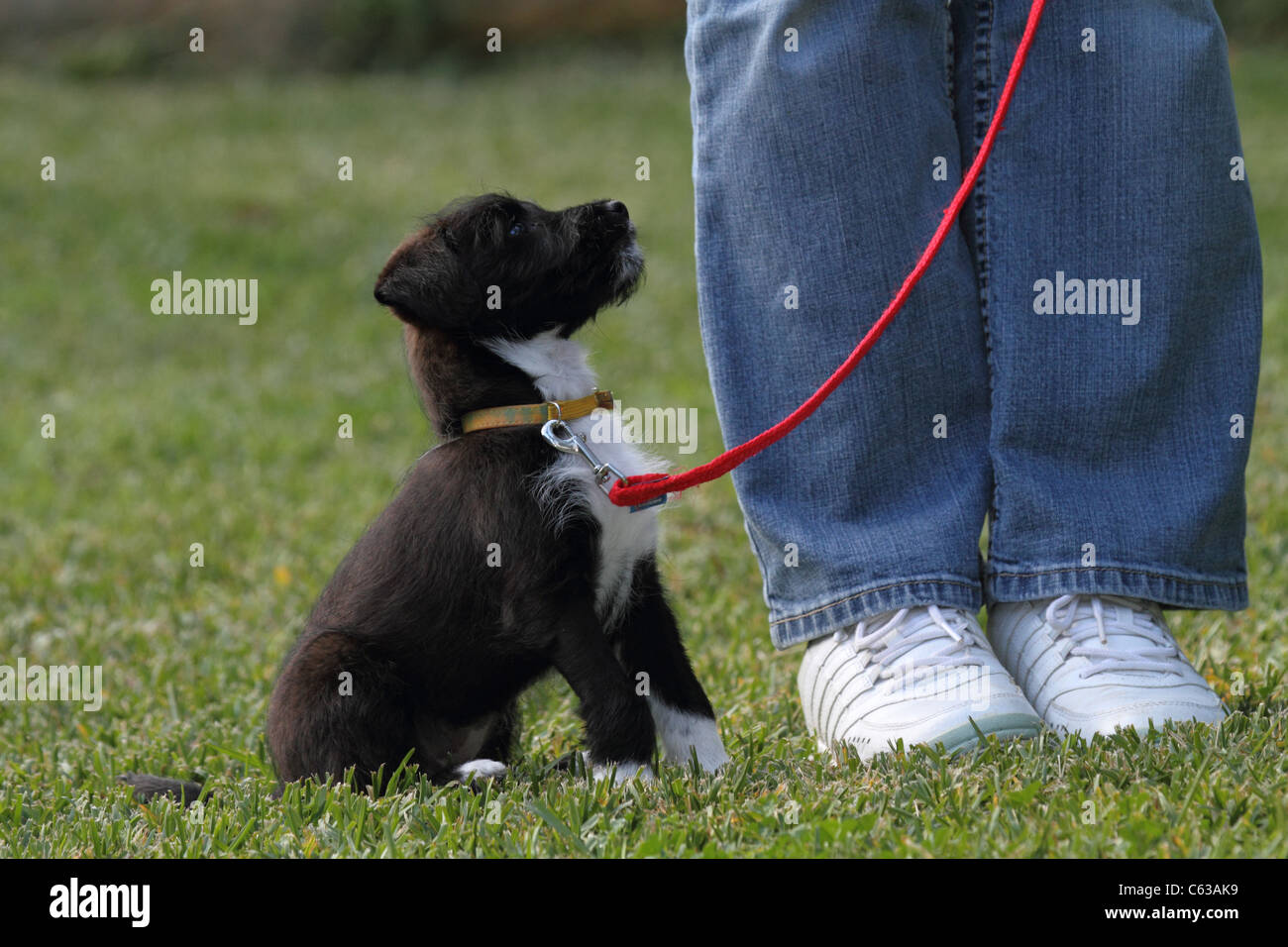 Jack Russell miniature poodle cross puppy on a lead being trained Stock Photo Alamy