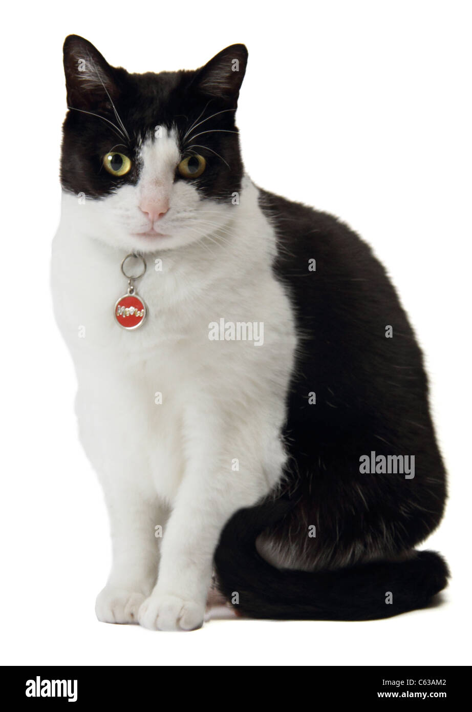 domestic short haired black and white cat in a studio Stock Photo