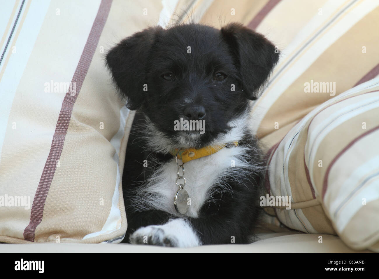 Jack Russell miniature poodle cross puppy Stock Photo Alamy