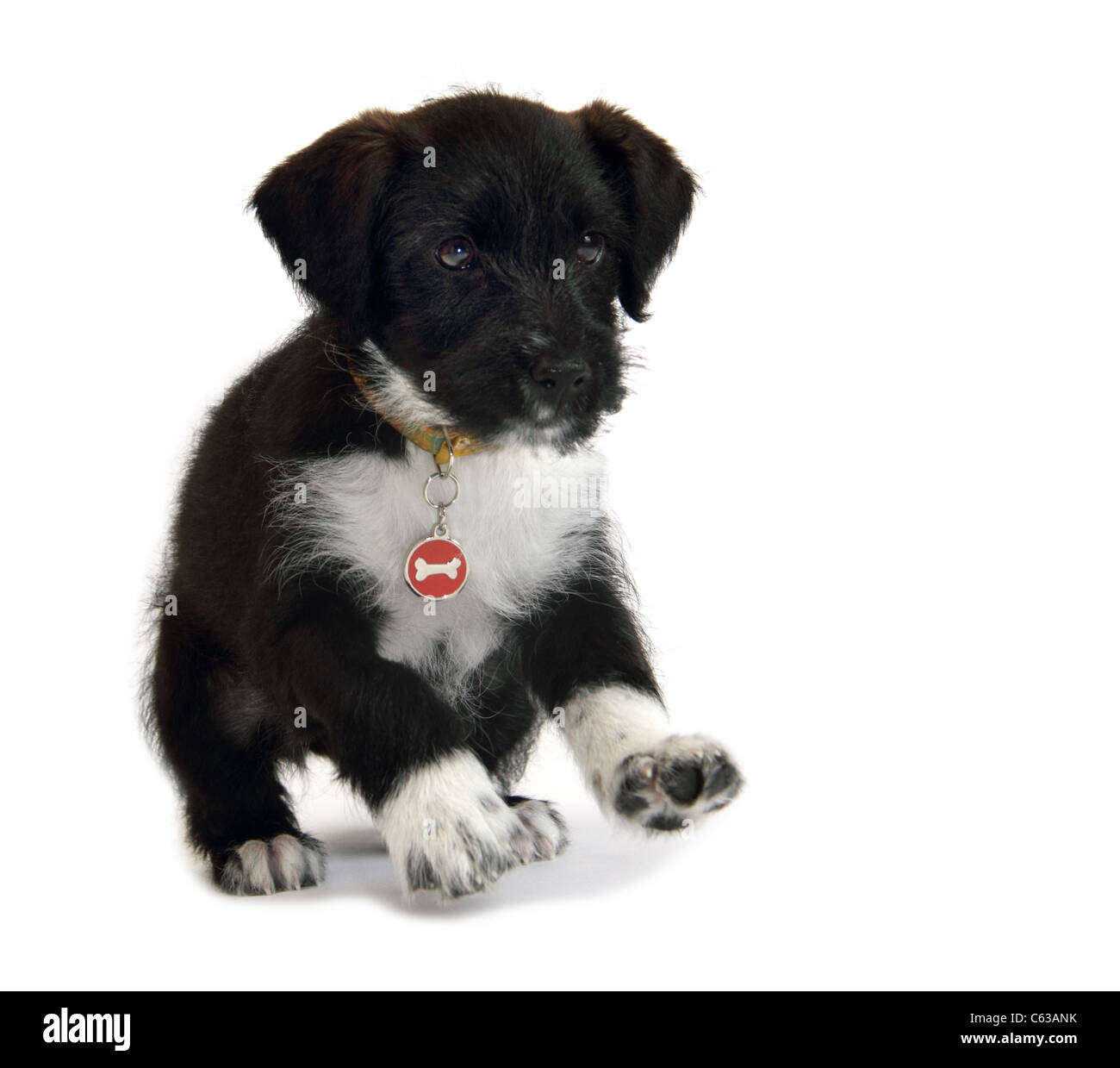 Miniature poodle jack russell cross hires stock photography and images