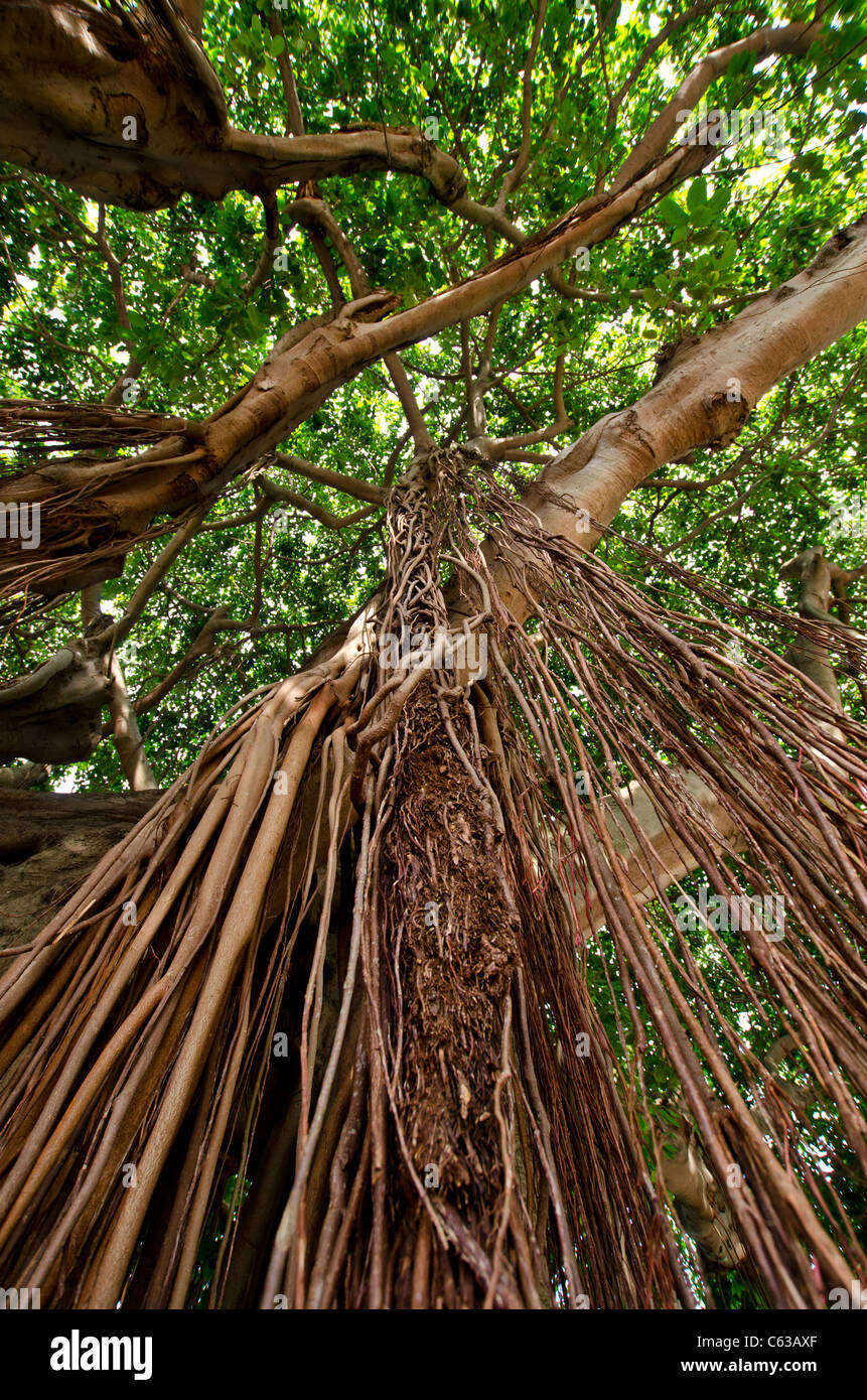 Banyan tree hanging roots hires stock photography and images Alamy