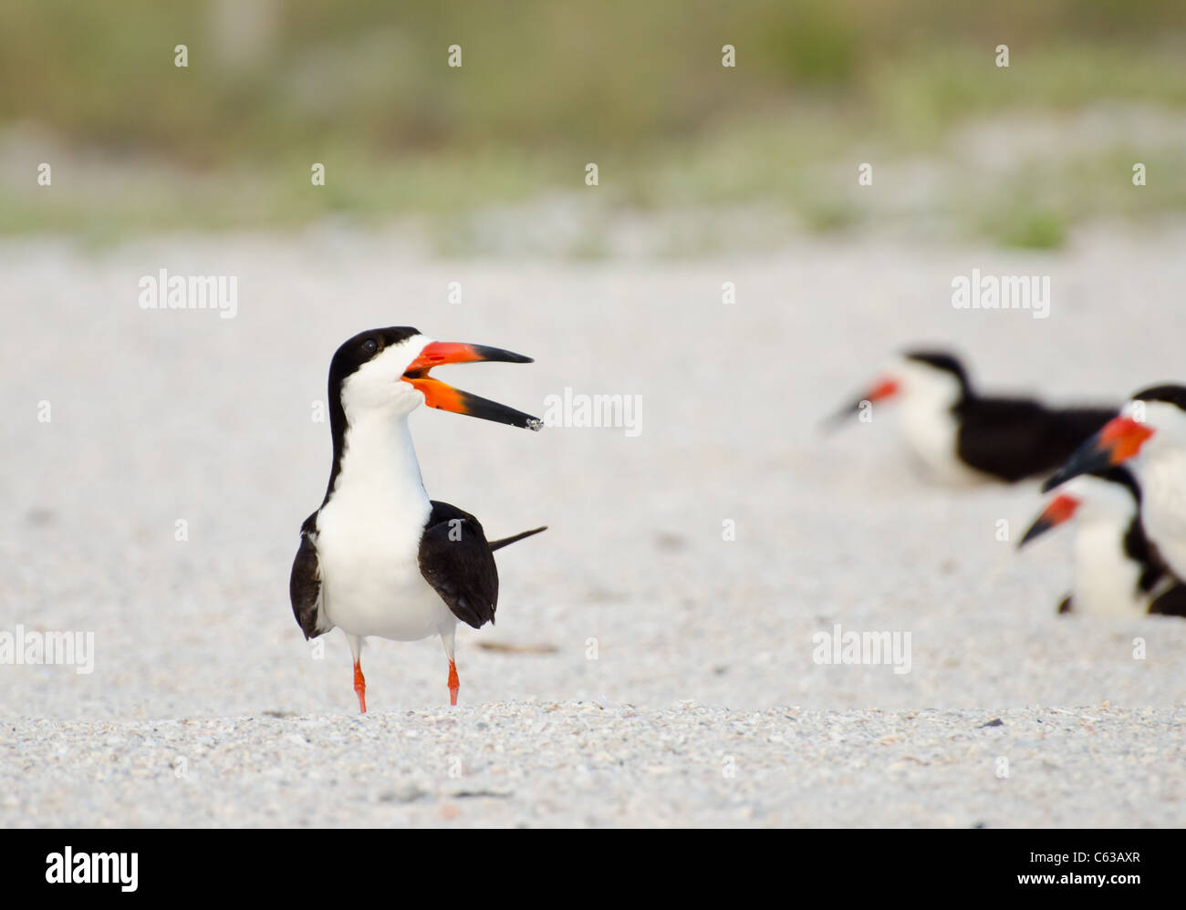 Black skimmer hires stock photography and images Alamy