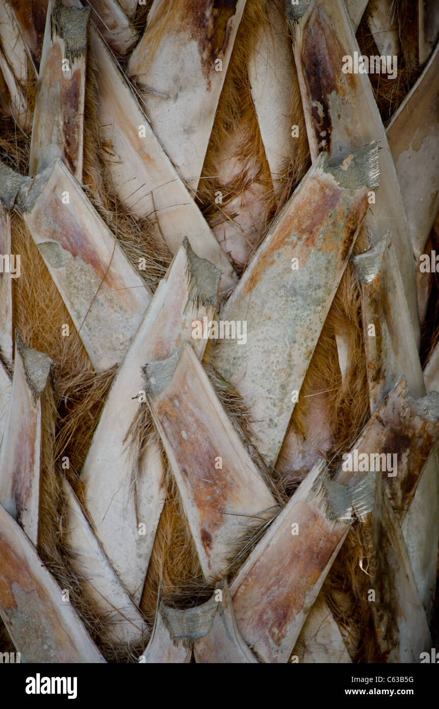 Palm Tree Trunk Stock Photo Alamy