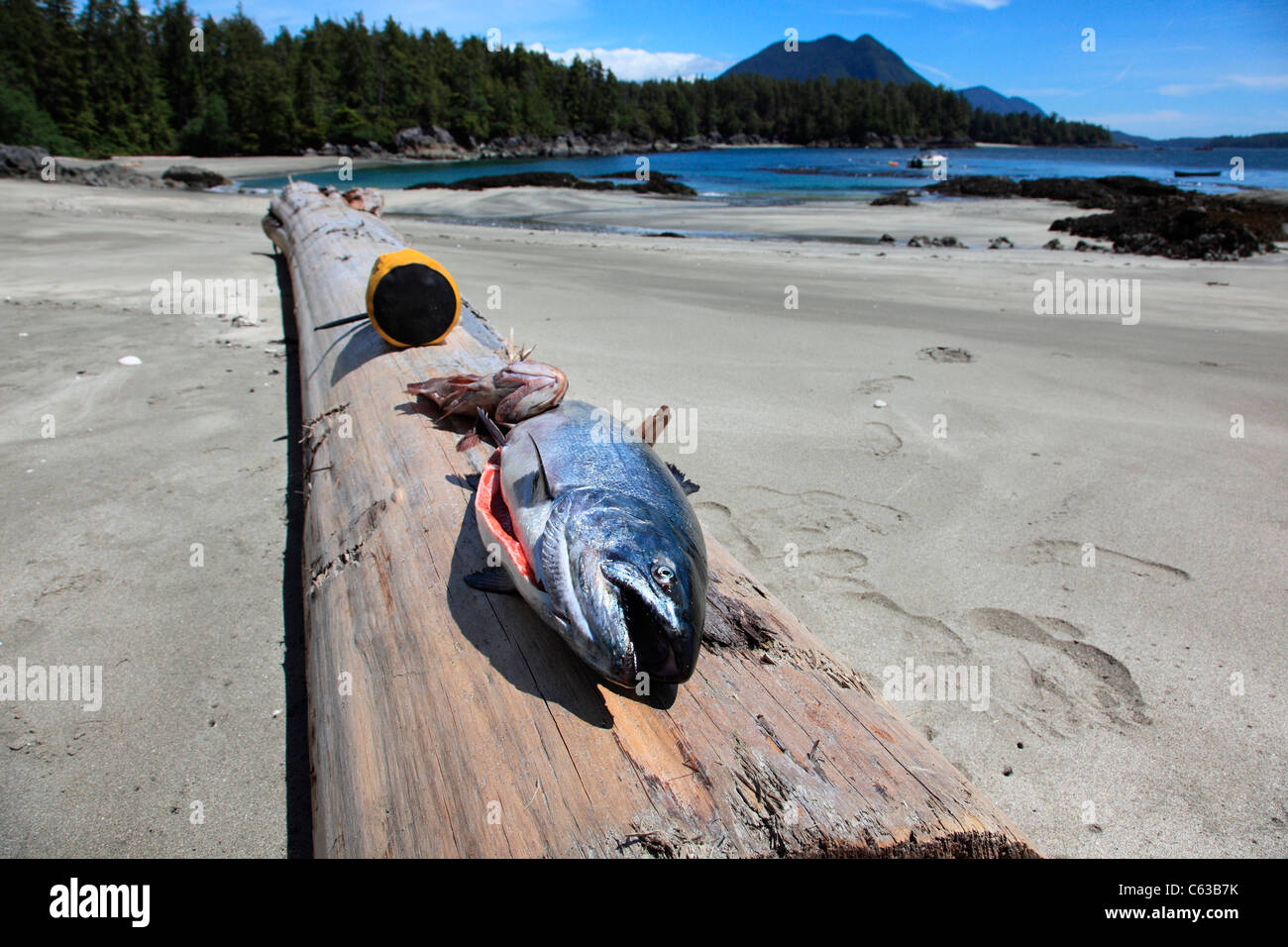 Coho salmon and rock cod catch Stock Photo
