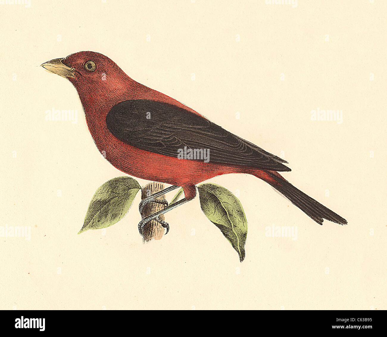 The Black-winged Redbird, Scarlet Tanager) (Pyranga rubra, Piranga olivacea) vintage bird lithograph - James De Kay, Zoology of New York, Fauna, Birds Stock Photo