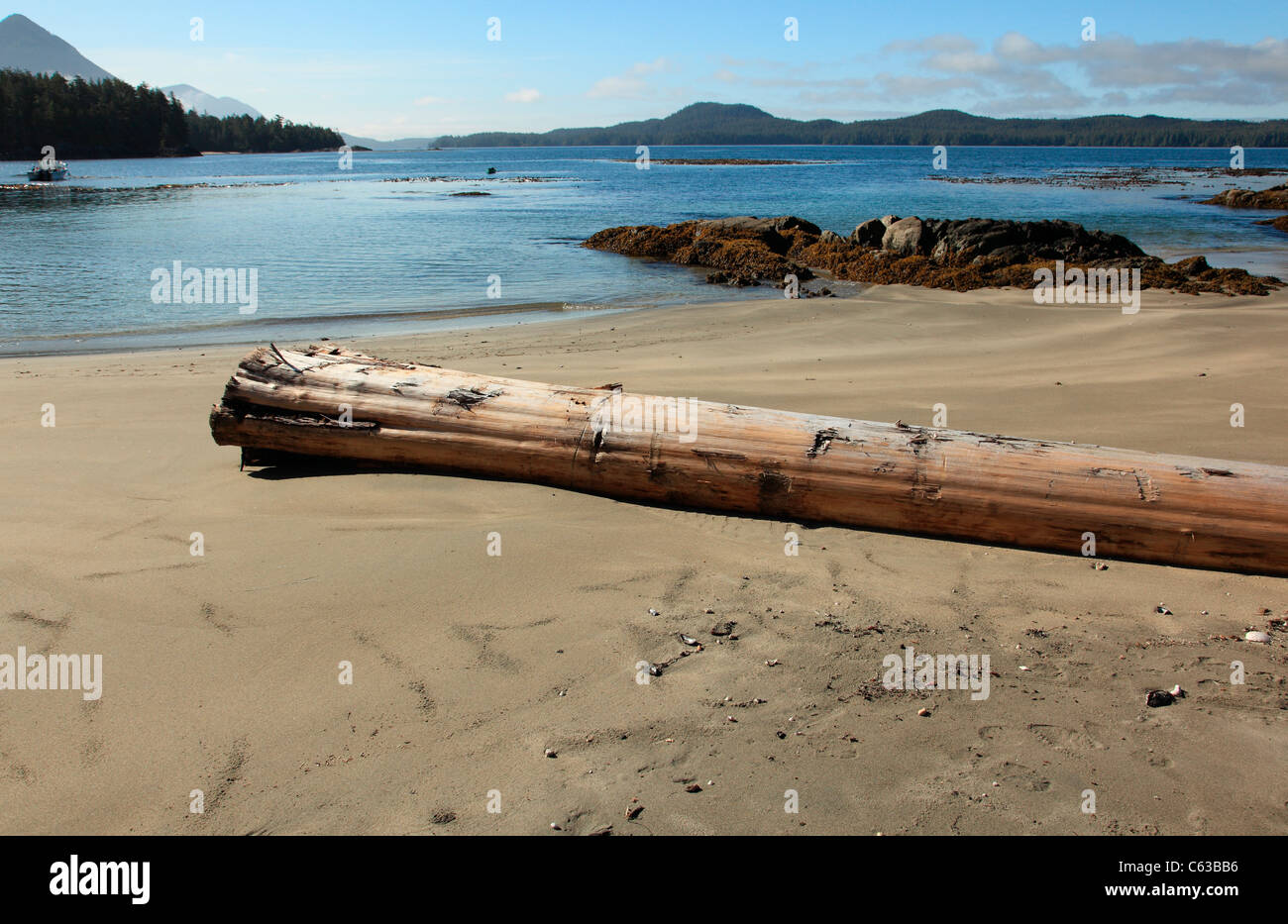 Big log washed up on a sandy beach on a calm summer morning Stock Photo