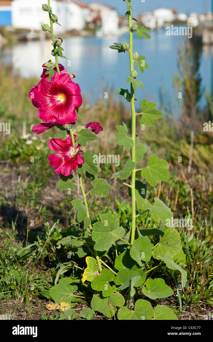 Alcea rosea hi-res stock photography and images - Alamy