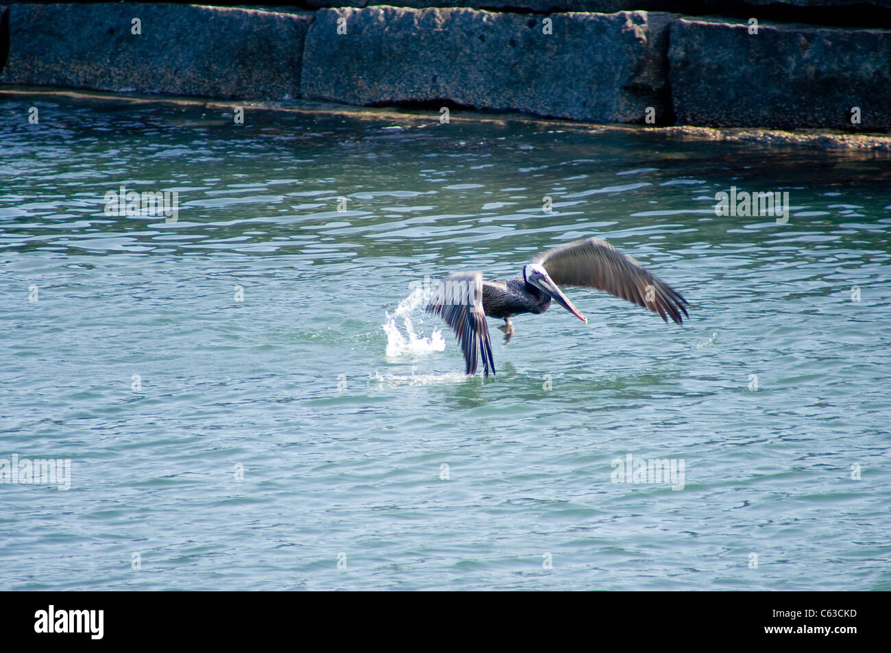 Cormorant beak fishing hi-res stock photography and images - Alamy