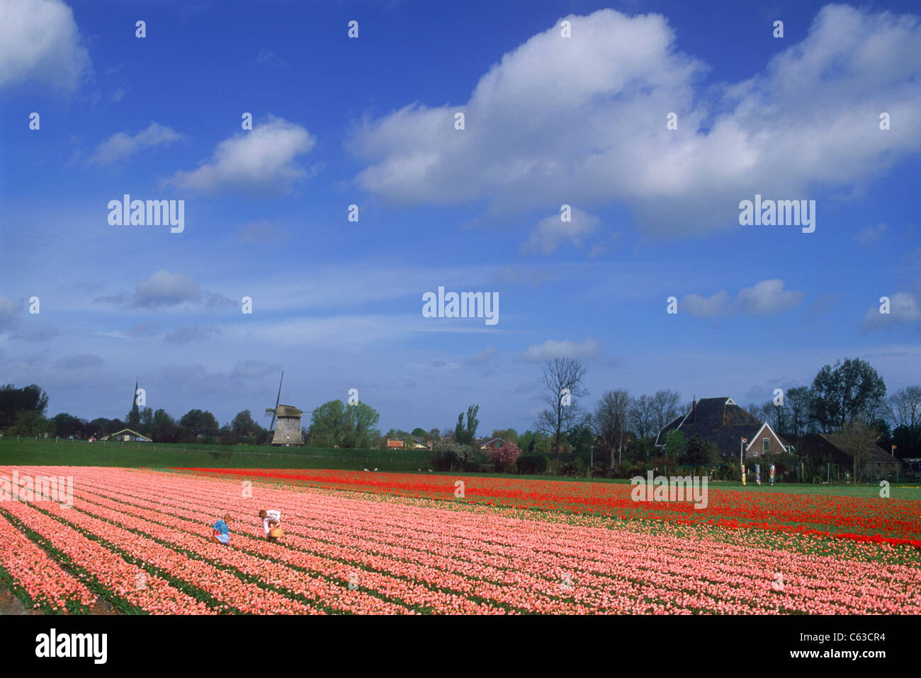 Mother and daughter in field of pink and red tulips in Holland with windmill Stock Photo