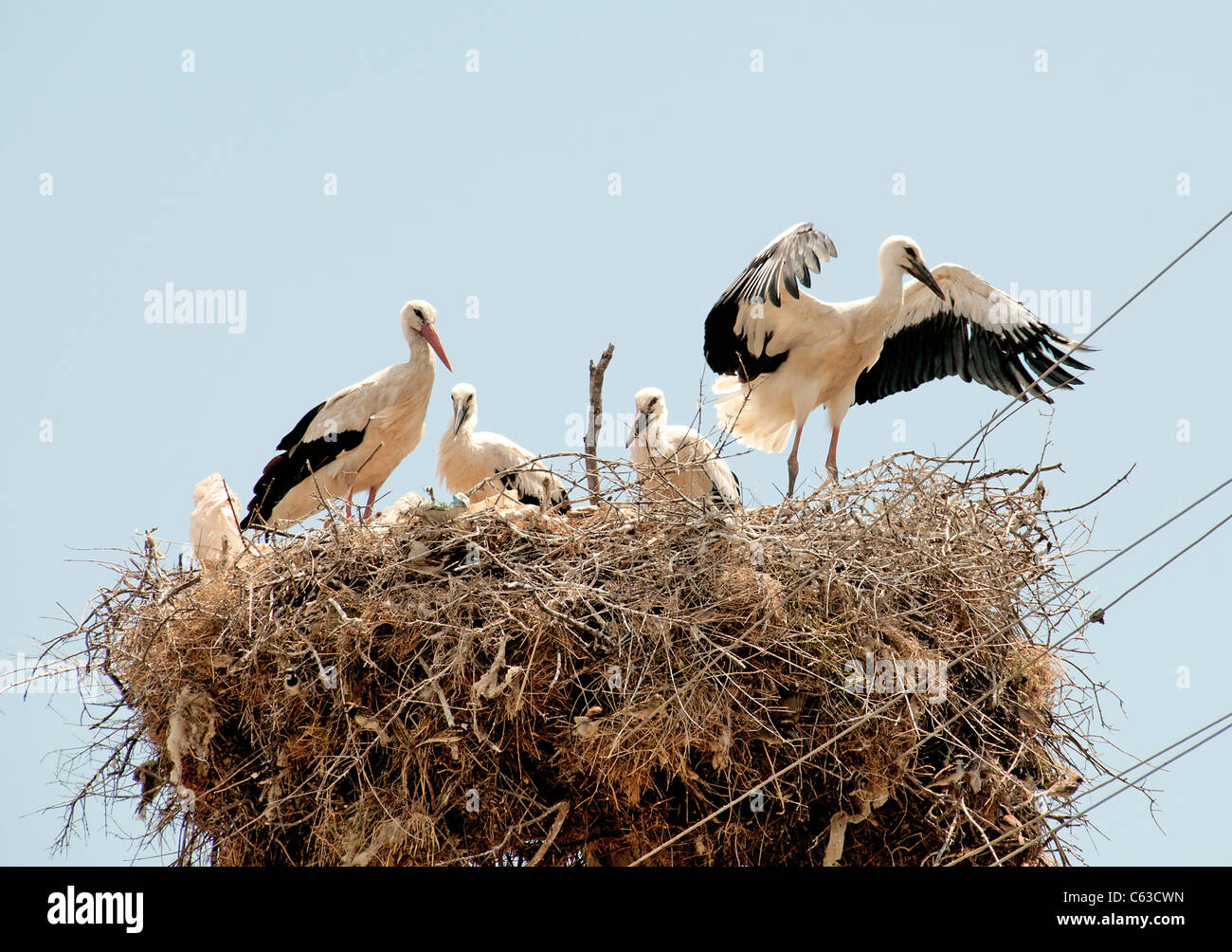 stork storks nest black and white  South Turkey Turkish Stock Photo